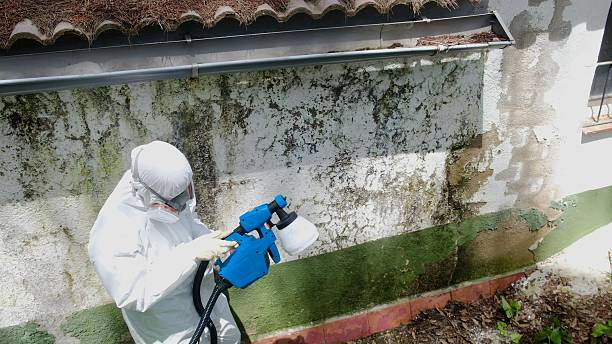 Trusted Mold Removal service in Atlanta, TX - Cheap Mold Removal